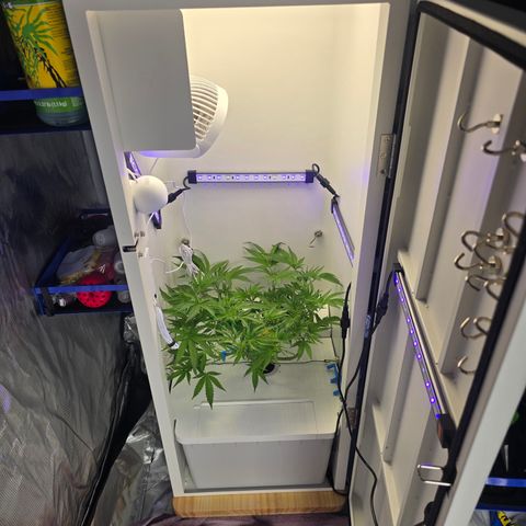 Huckleberry Pie (Abby) growlog timeline photo