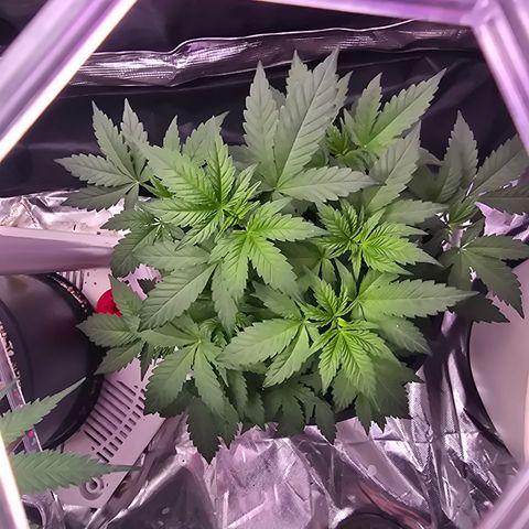 Astro Cheese  growlog timeline photo