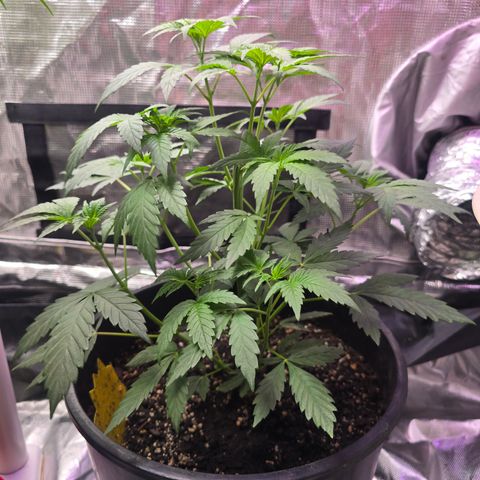 Astro Cheese  growlog timeline photo