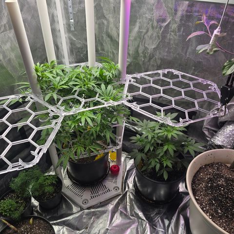 Space Queen growlog timeline photo