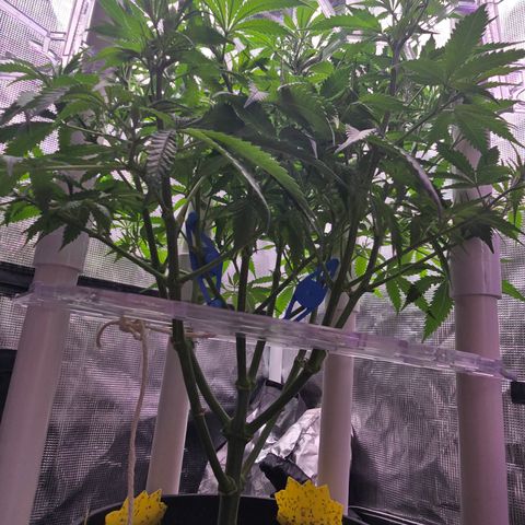 Space Queen growlog timeline photo