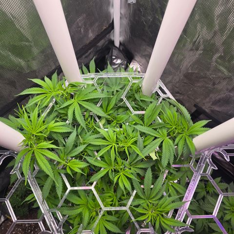 Space Queen growlog timeline photo