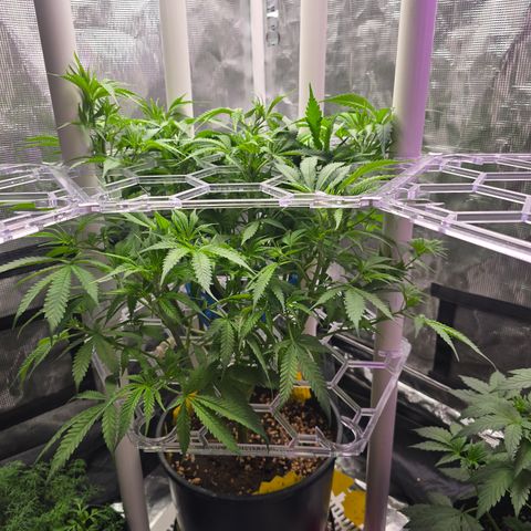 Space Queen growlog timeline photo