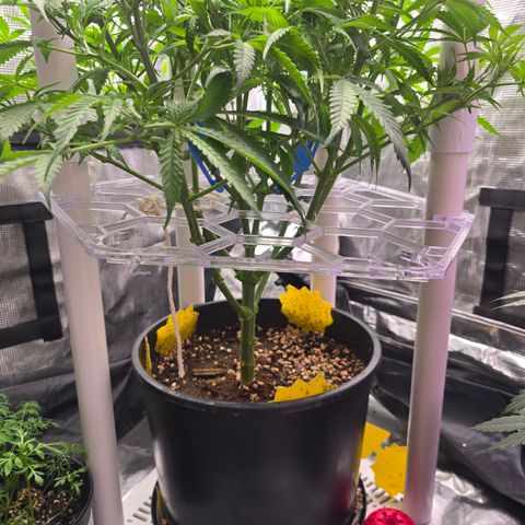 Space Queen growlog timeline photo