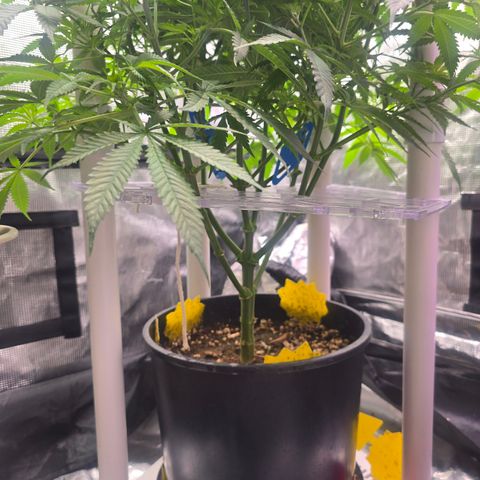 Space Queen growlog timeline photo