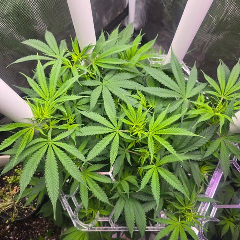 Space Queen growlog timeline photo