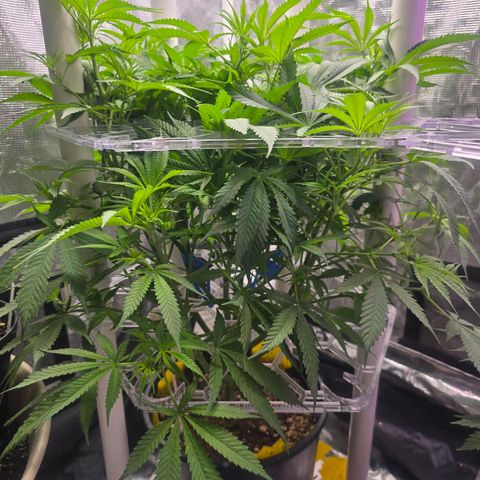 Space Queen growlog timeline photo