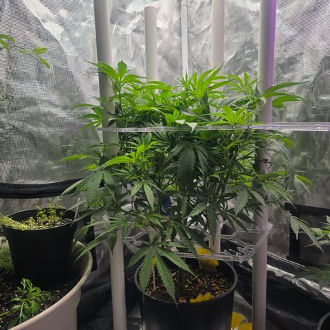 Space Queen growlog timeline photo