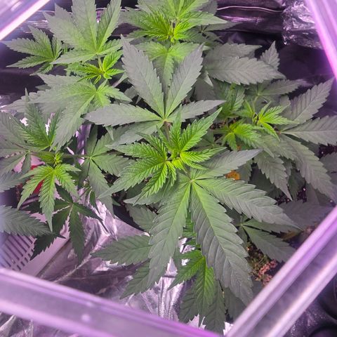 Astro Cheese  growlog timeline photo