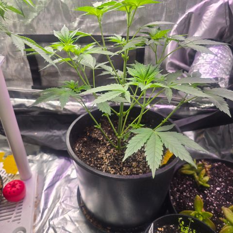 Astro Cheese  growlog timeline photo