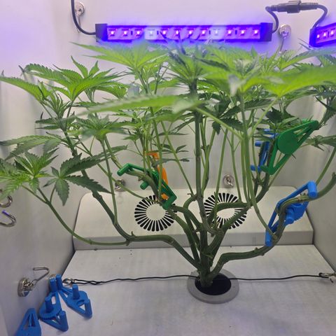 Huckleberry Pie (Abby) growlog timeline photo