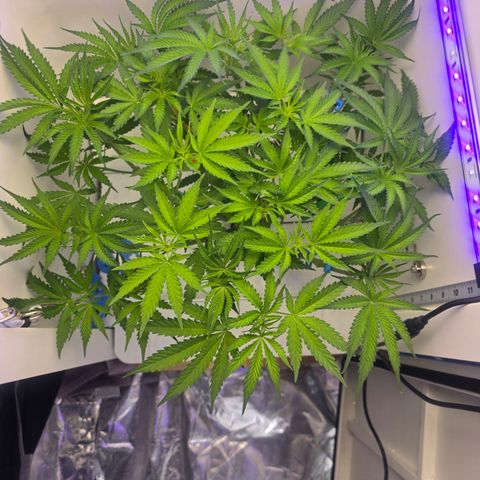 Huckleberry Pie (Abby) growlog timeline photo