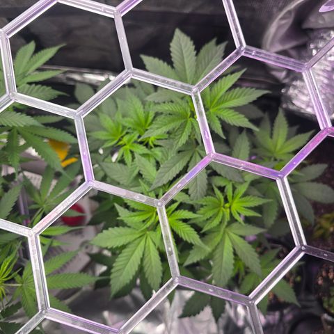 Astro Cheese  growlog timeline photo