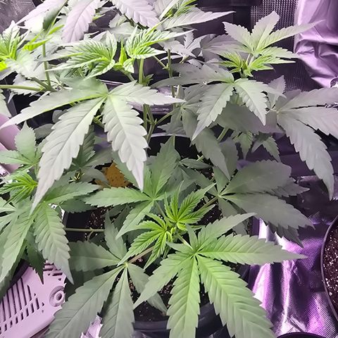 Astro Cheese  growlog timeline photo