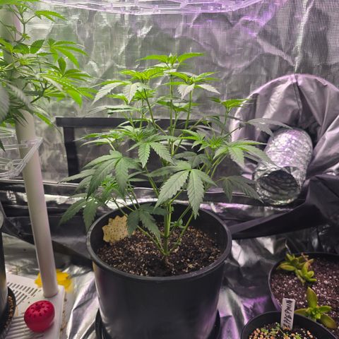 Astro Cheese  growlog timeline photo