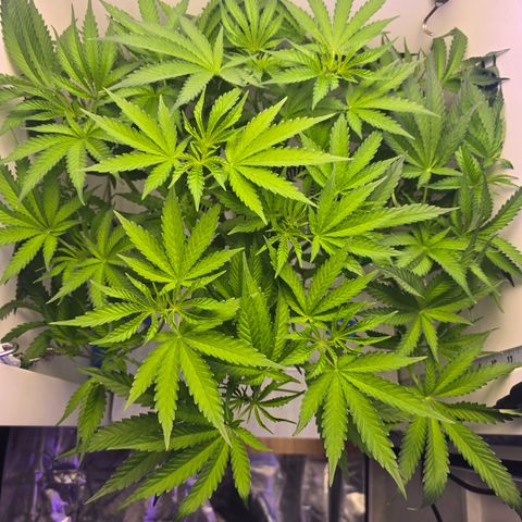 Huckleberry Pie (Abby) growlog timeline photo