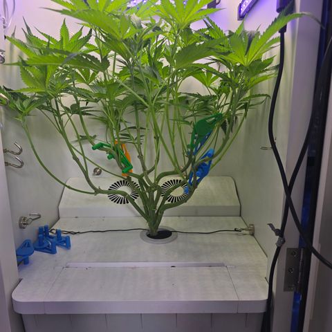 Huckleberry Pie (Abby) growlog timeline photo