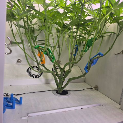 Huckleberry Pie (Abby) growlog timeline photo