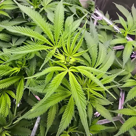 Space Queen growlog timeline photo