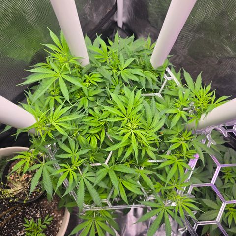 Space Queen growlog timeline photo