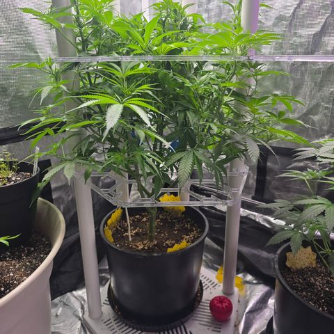 Space Queen growlog timeline photo