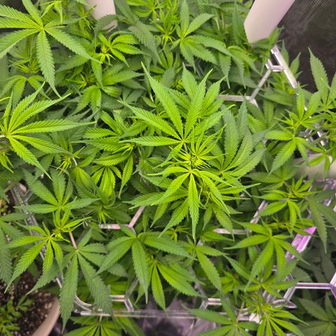 Space Queen growlog timeline photo