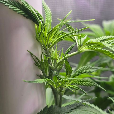 Space Queen growlog timeline photo