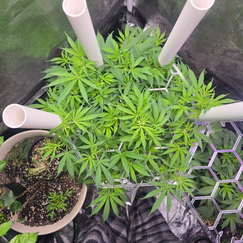 Space Queen growlog timeline photo