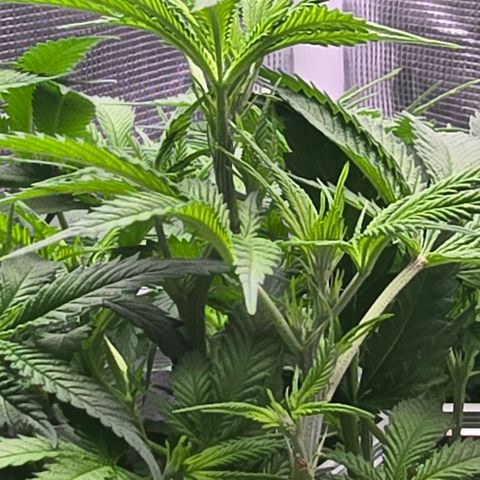 Space Queen growlog timeline photo