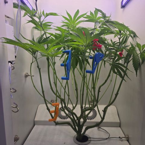 Huckleberry Pie (Abby) growlog timeline photo