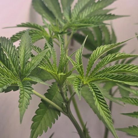 Huckleberry Pie (Abby) growlog timeline photo
