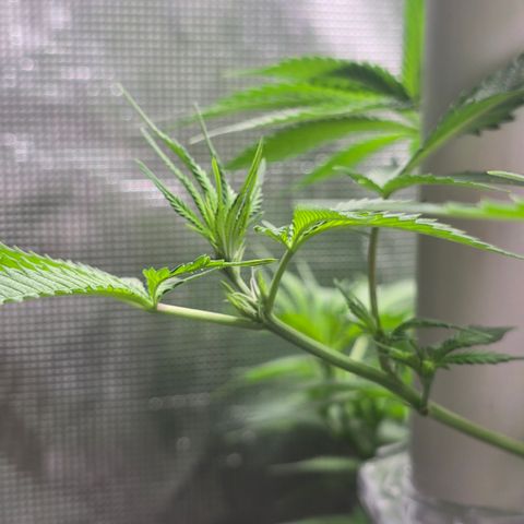 Space Queen growlog timeline photo