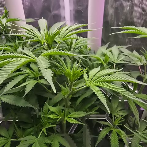 Space Queen growlog timeline photo