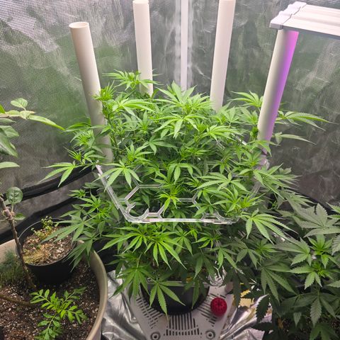 Space Queen growlog timeline photo
