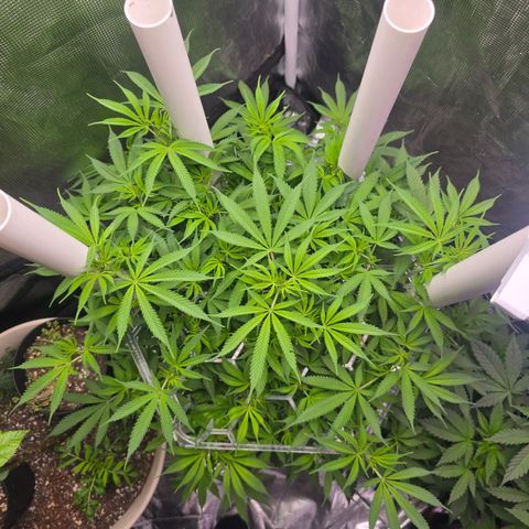 Space Queen growlog timeline photo