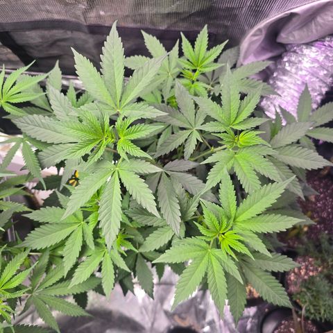 Astro Cheese  growlog timeline photo