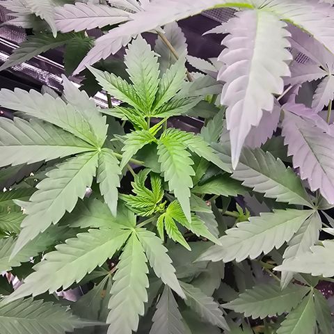 Astro Cheese  growlog timeline photo