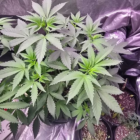 Astro Cheese  growlog timeline photo