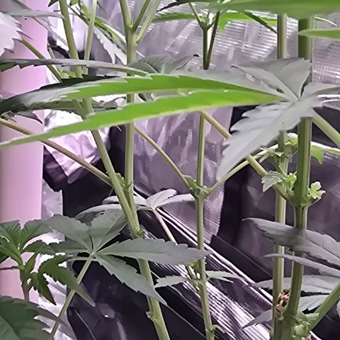 Astro Cheese  growlog timeline photo