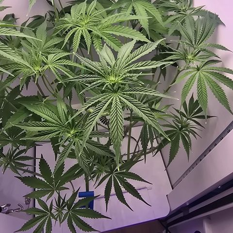 Huckleberry Pie (Abby) growlog timeline photo