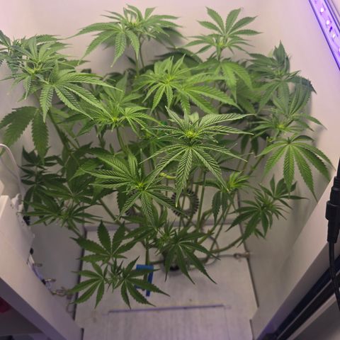 Huckleberry Pie (Abby) growlog timeline photo