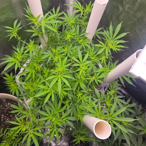 Space Queen growlog timeline photo