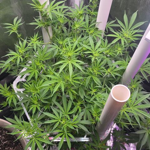 Space Queen growlog timeline photo