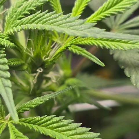 Space Queen growlog timeline photo