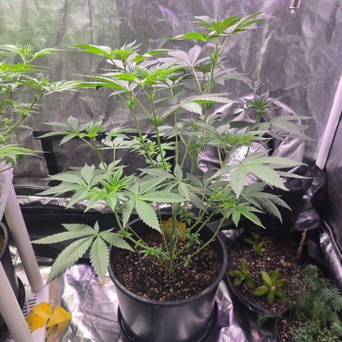 Astro Cheese  growlog timeline photo
