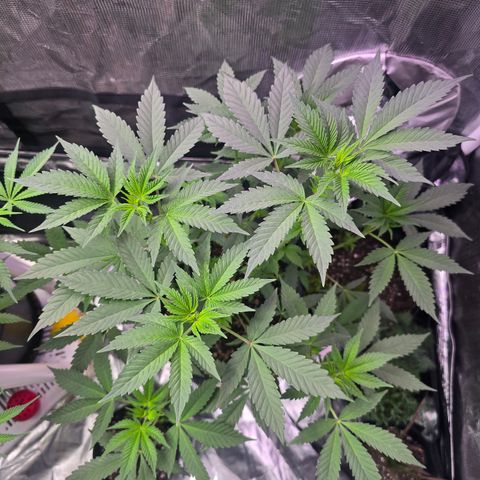 Astro Cheese  growlog timeline photo