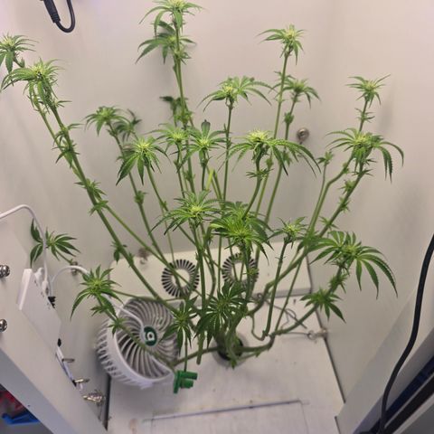 Huckleberry Pie (Abby) growlog timeline photo