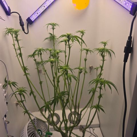 Huckleberry Pie (Abby) growlog timeline photo