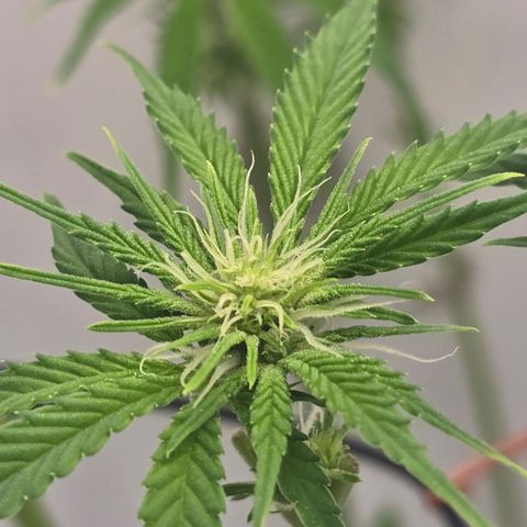 Huckleberry Pie (Abby) growlog timeline photo