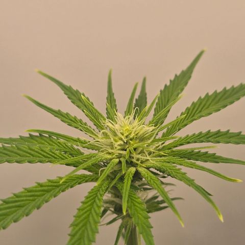 Huckleberry Pie (Abby) growlog timeline photo
